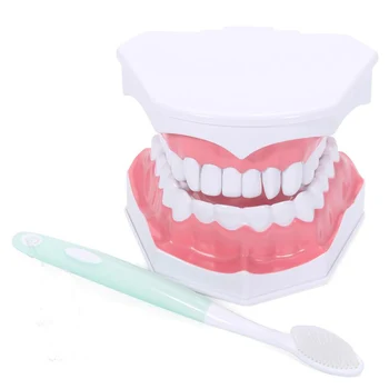 

Dental Brushing Model Teach Teeth Model Early Learning Demo Can Pull Teeth Mouth Model Teach Children to Brush Dental Model