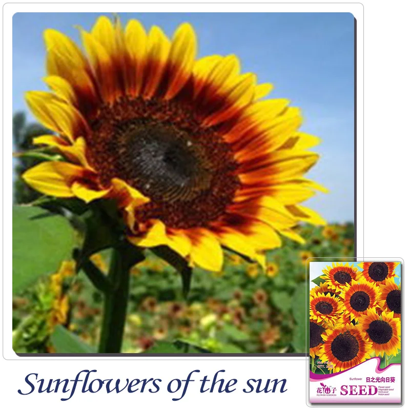 Buy 2 Get 1!(Can accumulate ) 1 Pack 20 Seed Japan Sunflower Helianthus