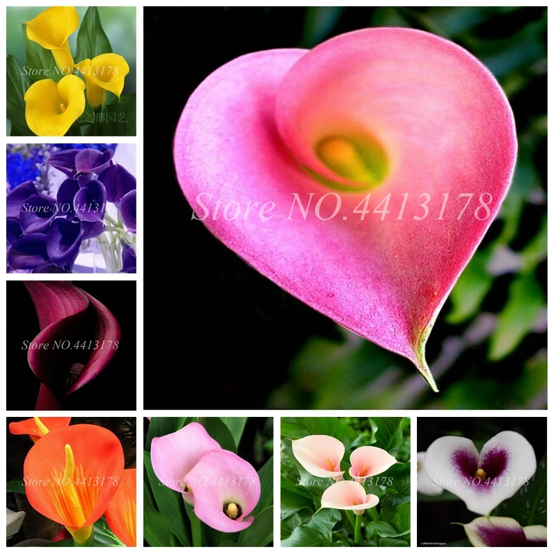 100 Pcs Calla Lily Bonsai Room Flowers Zantedeschia Aethiopica Bonsai Houseplants Home Garden Pot Plant the Budding Rate 97%