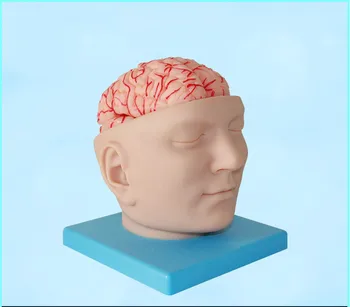 

1:1 Life Size of Humans Skull Humans Brain Anatomy Model Brain Function Zoning Natural Size Neurology Medical Teaching Model