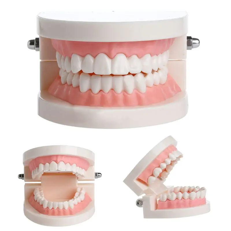 

HBB Adult Standard Dental Teaching Study Typodont Demonstration Teeth Model Child Kids Humans Models Building Toys