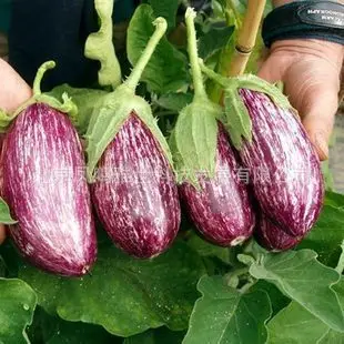 

Basil Color Eggplant bonsai Selling Organic Vegetable bonsai 100pcs