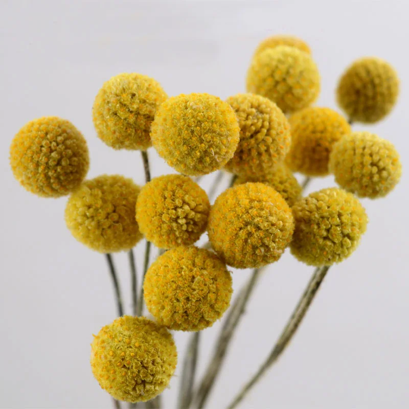20pcs/lot Natural Dried Craspedia 0.59 1.18" Round Yellow Billy Balls