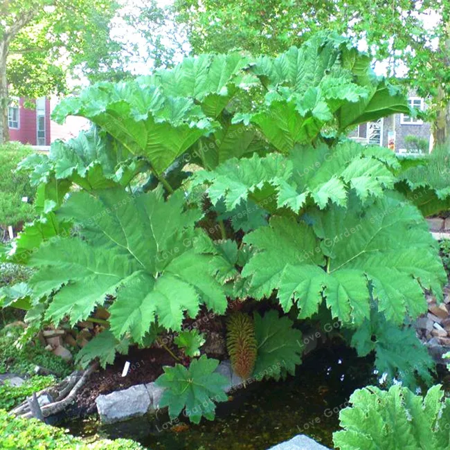 Gunnera Manicata Bonsai Also Called Giant Rhubarb Bonsai Grow In Partial Shade Huge Leaves Outdoor Plant in Garden 50 Pcs/Bag