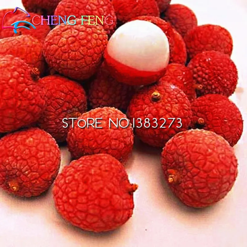 Fresh Lychee Litchi Seeds 5pcs Seed Vegetable And Fruit Plants Sementes