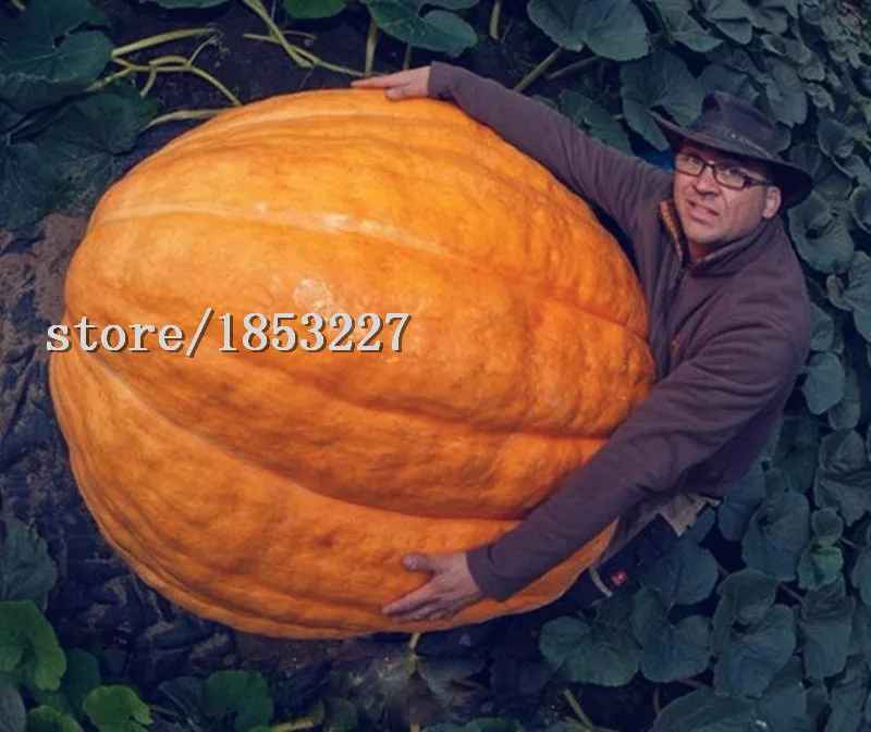 HTB1JszVMpXXXXcJXFXXq6xXFXXXS