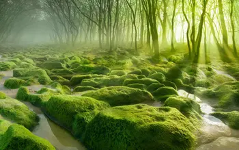 

green moss Forest tree Sunlight photo backdrop High quality Computer print wall background