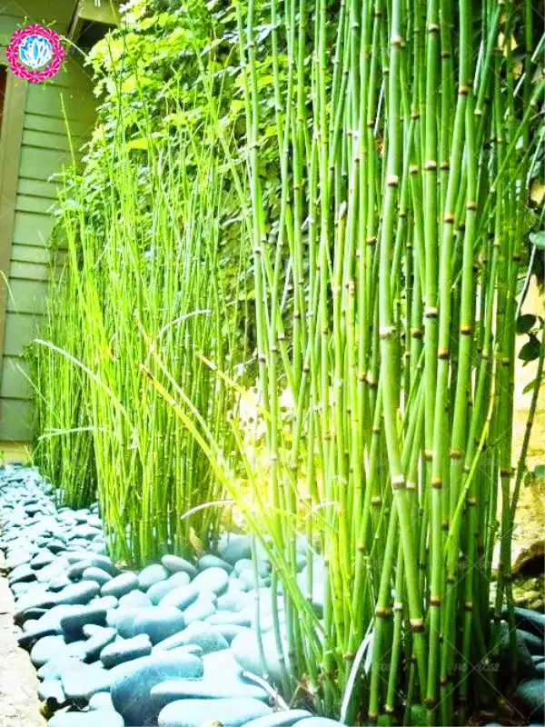 Detail Feedback Questions About 40pcs Bag Bonsai Bamboo Plants 40pcs Bag Bonsai Bamboo Plants Phyllostachys Heterocycla Perennial Bambus Potted Home Garden Decoration Planting