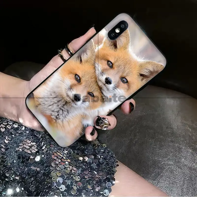 Animal More Cute Fox cat