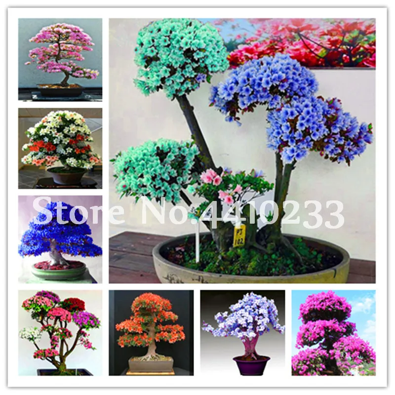 Us 0 74 120 Pcs Bag Anese Azalea Bonsai 24 Kinds Rhododendron Outdoor Flower Tree Diy Plant Home Garden Easy To Grow In Us 0 74 120 Pcs Bag Anese Azalea Bonsai 24 Kinds Rhododendron Outdoor Flower Tree Diy Plant Home Garden Easy To Grow In