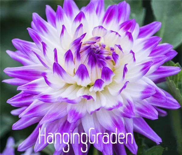 Цветник садовый тип обычно Юкако луковицы георгина растения бонсай-100 шт Флорес 24 цвета смешанные,!,# 84TJ8Q - Цвет: 2