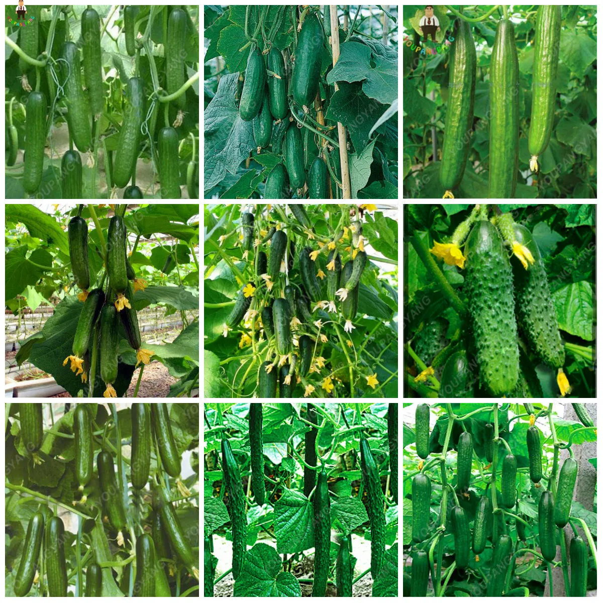 

50Pcs Japanese Rare Cucumber Bonsais Cucumis Sativus Cuke Bonsai Green Vegetable Plants Garden Supplies Planting Fruit