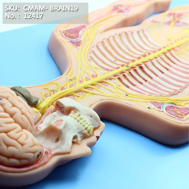 

CMAM/12417 Nervous System, 0.5x, Medical Brain Anatomical Human Model