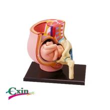 4D mistrz puzzle montażu zabawki ciąży narządów model anatomiczny nauczania medycznego(China)