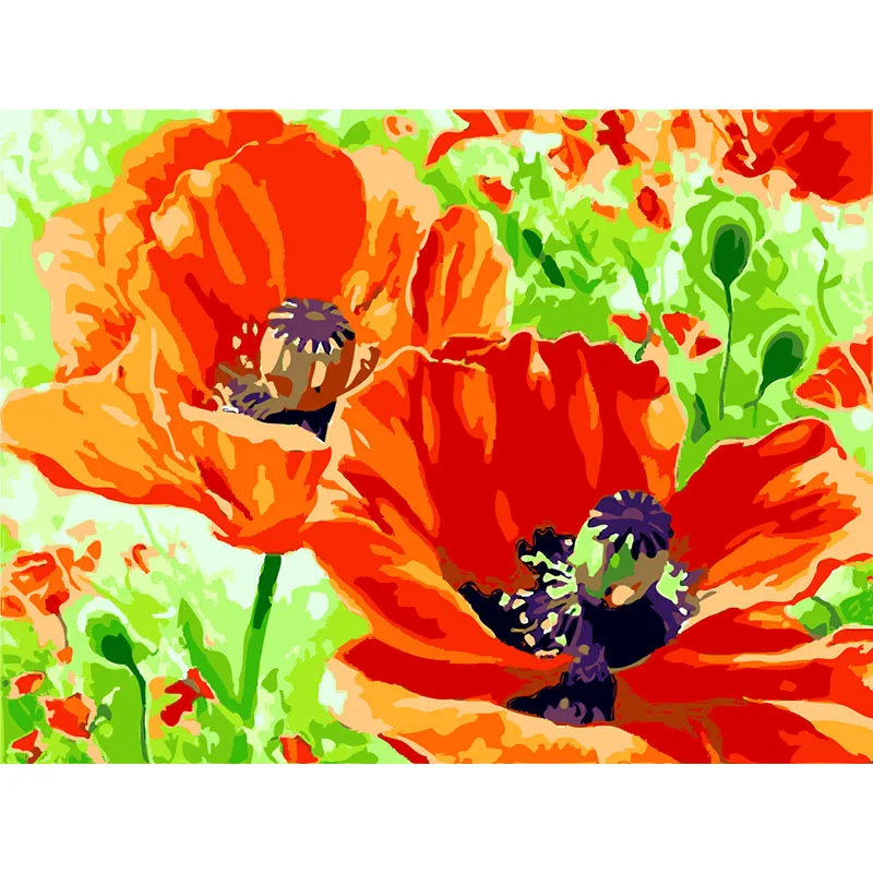 DIY Painting By Numbers Poppy Flowers Paint By Numbers Acrylic Paint On