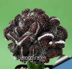 100 шт./упак. мини кактус Plantas (Astrophytum) суккуленты растения бонсай DIY для домашнего сада Редкие цветок Флорес, # G5JNGP