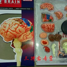 В собранном виде человеческого тела анатомическая модель мозга структурная модель