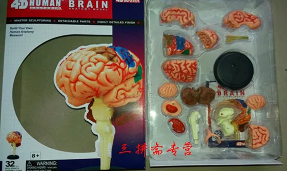 

assembled human body anatomical model brain model brain structure model