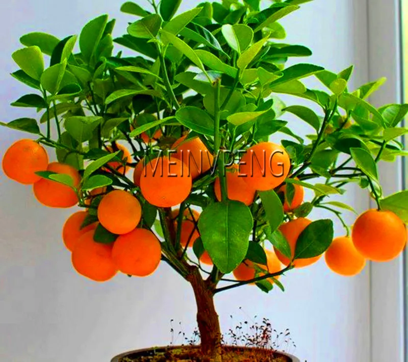 New Arrival!4 kind fruit,bonsai fruit tree bonsai,vegetable and fruit garden plant Delicious apple orange kiwi cherry total