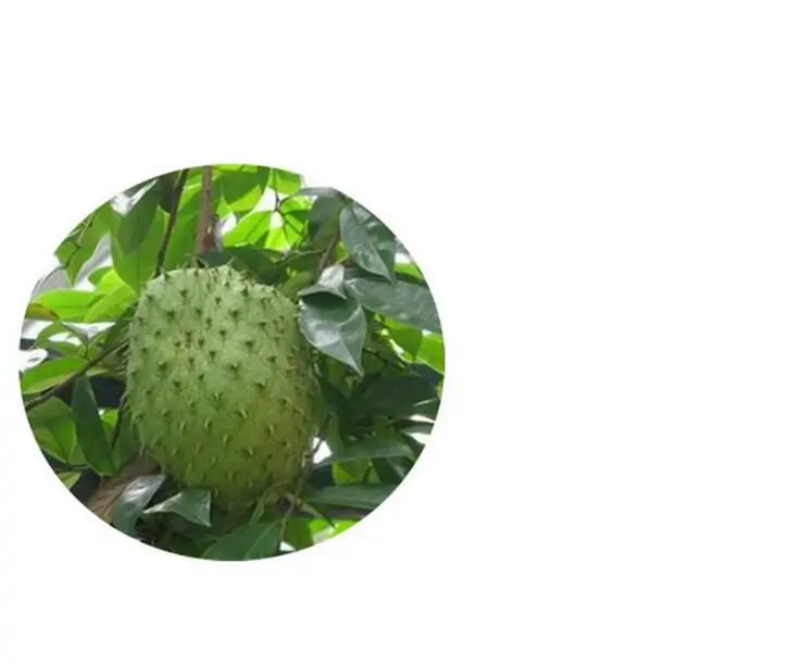

Hot selling! soursop leaf powder 200g
