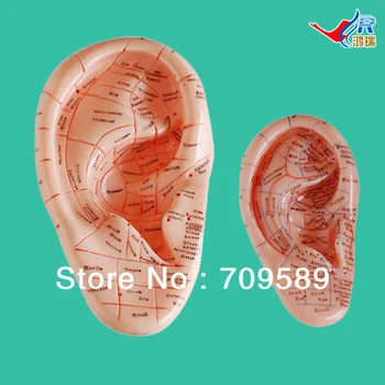 

ISO 12-CM and 17-cm Massage Ear Models, Ear Modelswith Reflex Zone