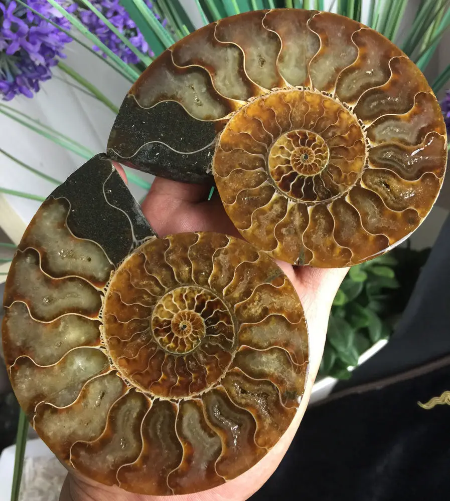 06070 Madagascar 1pairs of Rare Split Ammonite Fossil Specimen Shell | Дом и сад