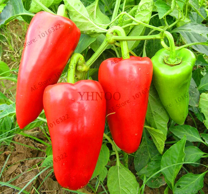 

New Fresh Red Sweet Pepper Bonsai Non GMO Organic Vegetable Plants High Budding Rate Fast Growth edible chili garden for Home