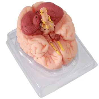 

Brain Artery Model 1:1 Brain Anatomy Model Brain Structure Model