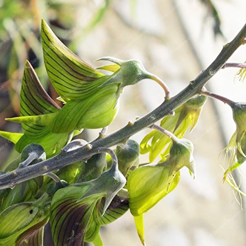 20 шт. Редкие кротальария Juncea бонсай красивые цветы натуральный многолетний сад декоративные растения Crotalaria Pallida cunninghamii 20 шт. Редкие кротальария Juncea бонсай красивые цветы натуральный многолетний сад декоративные растения Crotalaria Pallida cunninghamii