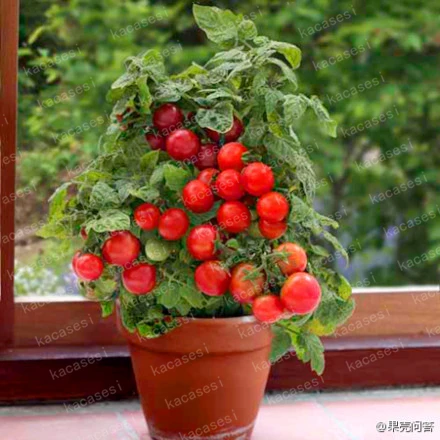 Potted Seasons Vegetable Cherry Fruit Tomato plants bonsai Cherry Small toamto 200pcs/bag Potted Seasons Vegetable Cherry Fruit Tomato plants bonsai Cherry Small toamto 200pcs/bag