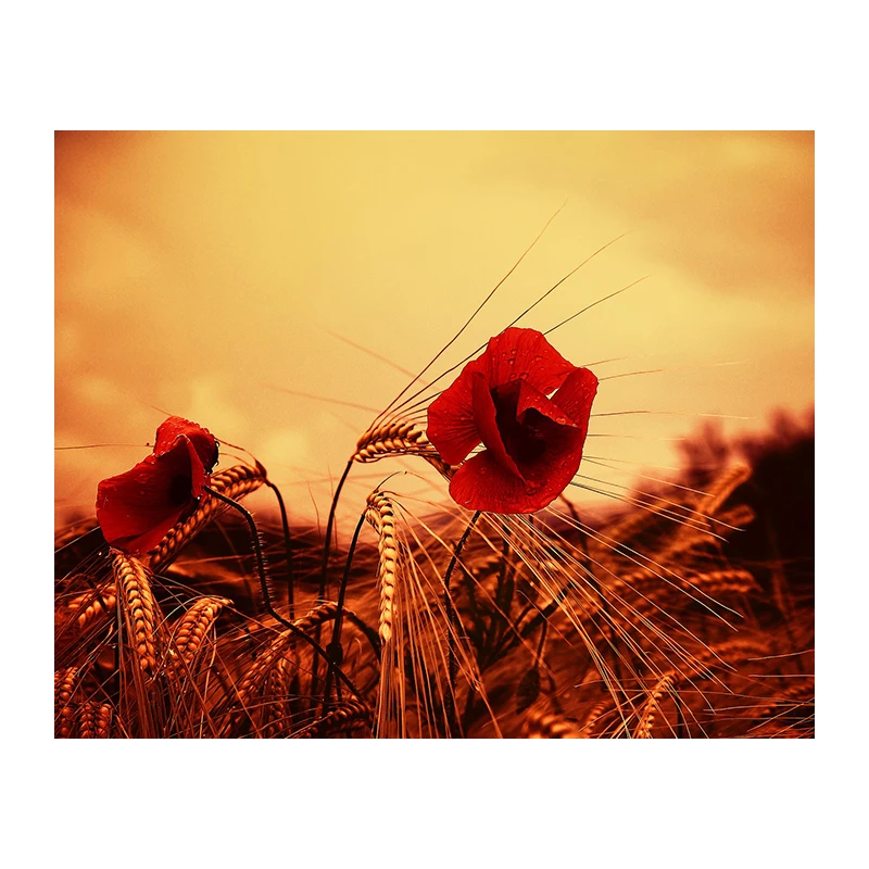 5D DIY Алмазная картина вышивка крестиком красная мозаика алмазная украшение для