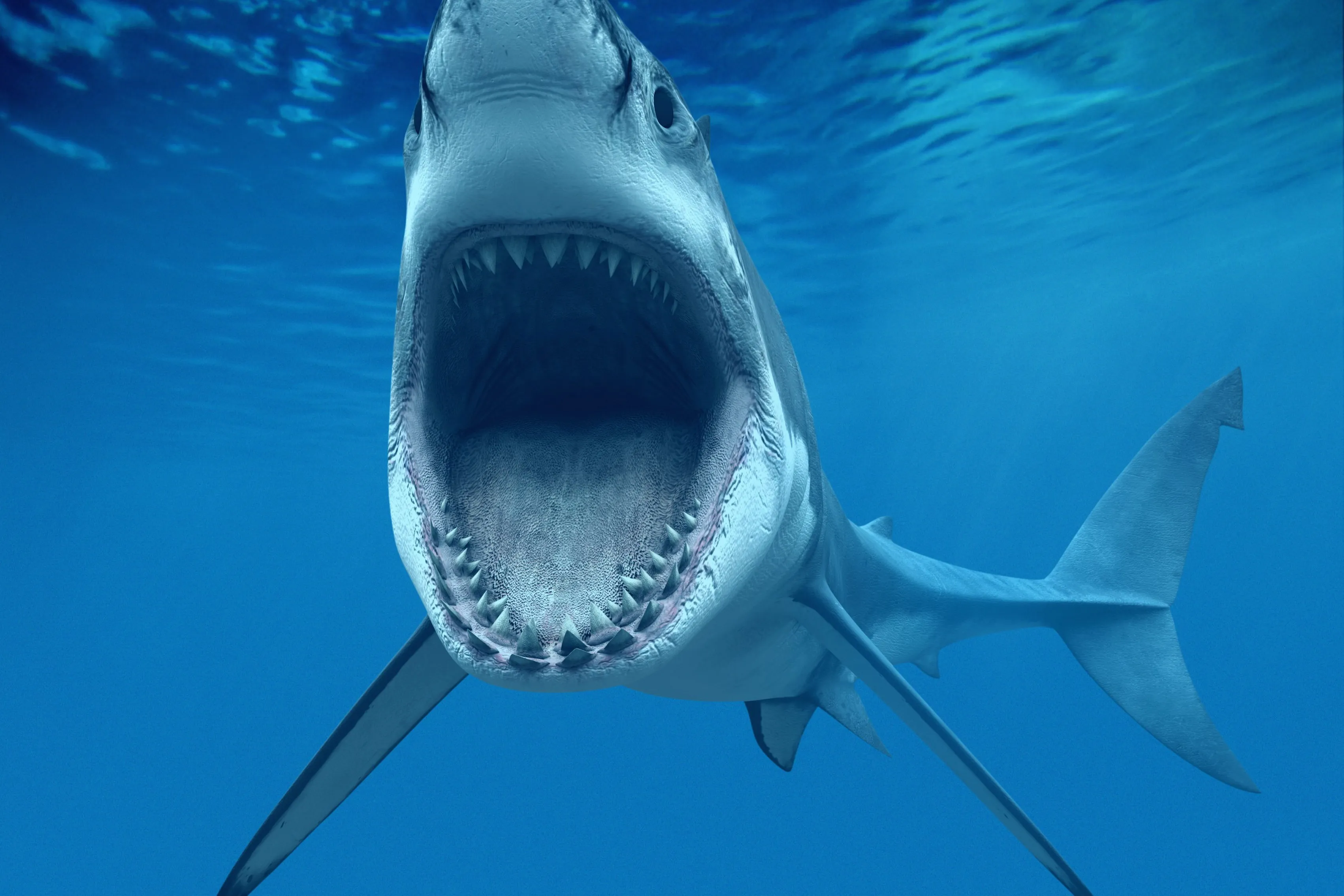 Requin Blanc Carcharodon Carcharias Bouche Dents Unser Mer Salon Accueil Art Decor Bois Cadre Tissu Affiche Dw16 Aliexpress Requin Blanc Carcharodon Carcharias Bouche Dents Unser Mer Salon Accueil Art Decor Bois Cadre Tissu Affiche Dw16 Aliexpress