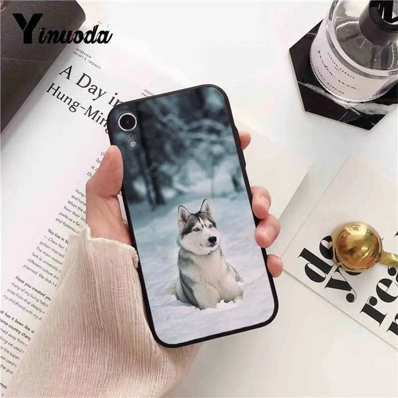 Animal Husky cute Puppy Dog