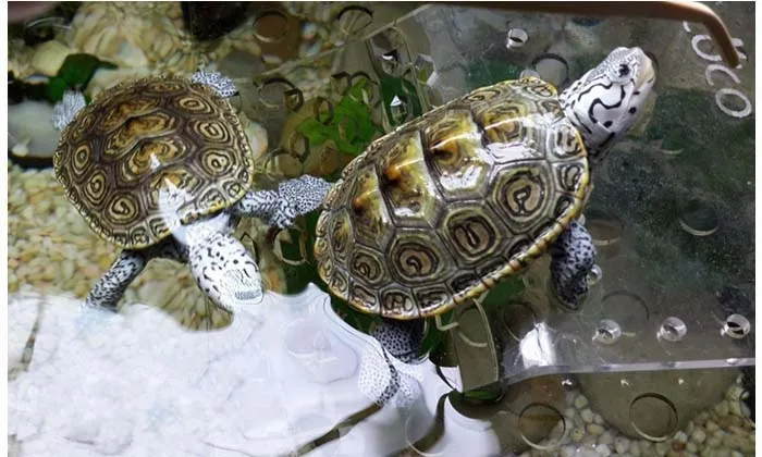 Черепаха Пирс Топпер грелки платформы шаги посадки остров для аквариума рыбы черепаха танк