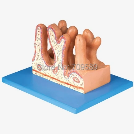 

ISO Internal Surface of Jejunum, Anatomical Model of intestine