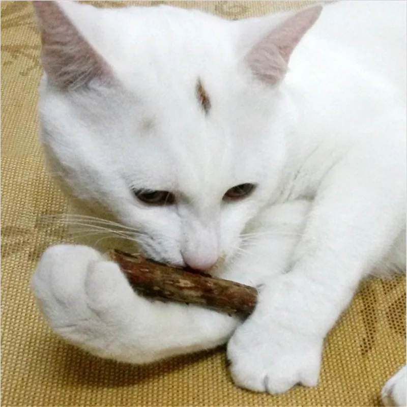 5 шт./компл. кошка котенок жевать игрушка ручки кошачья мята молярная плод актинидии Matatabi для кошек снэки палочки
