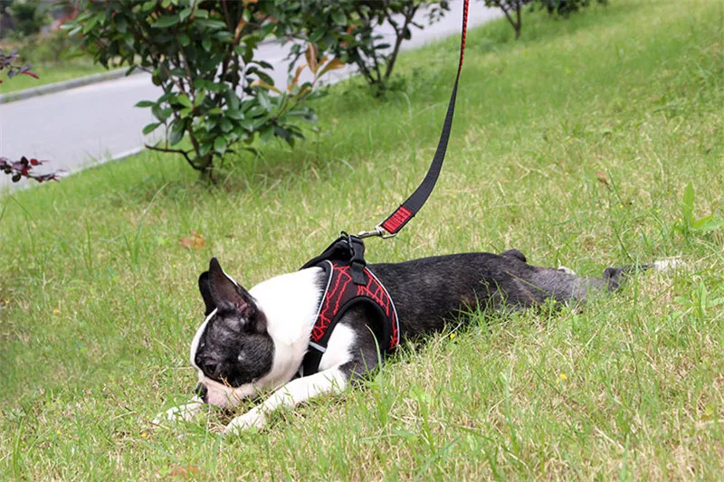 Dog Harness Breathable (7)