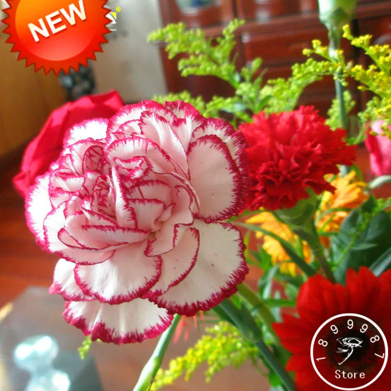 

Big Sale!200 plantas/lot Red Dot&Red Edge Carnation bonsai Potted Courtyard Garden Plants Dianthus Caryophyllus Flower flores,#8