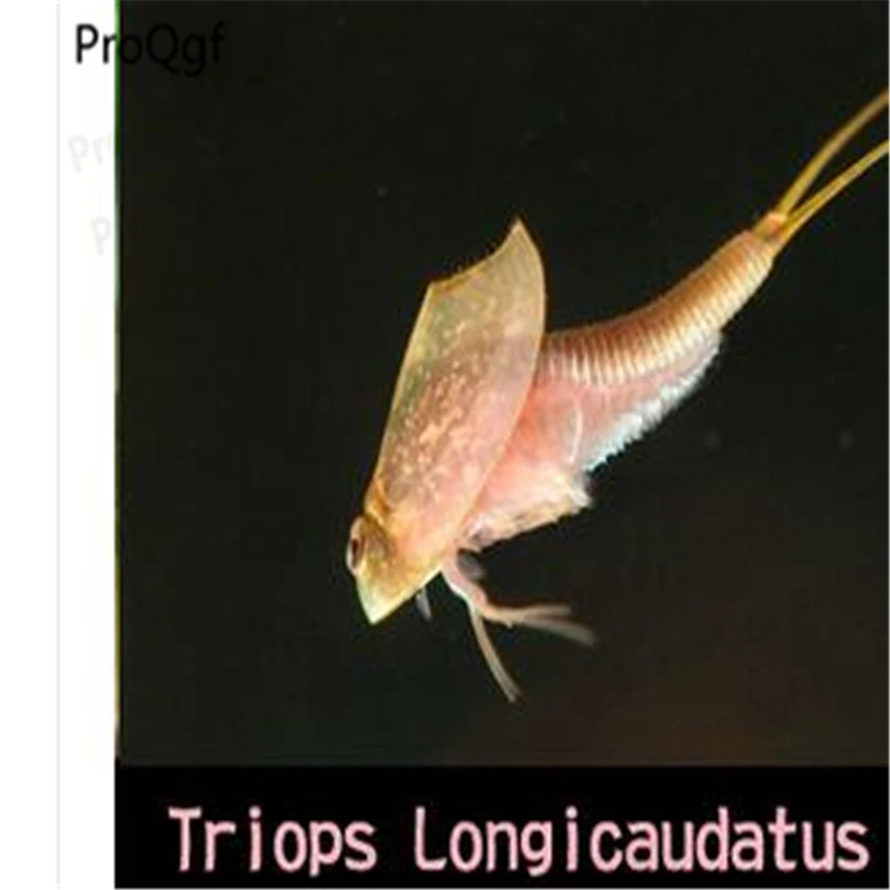 30 шт. triops