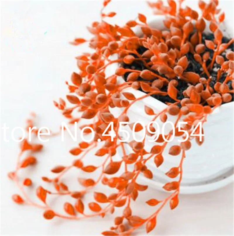Bonsai 200 pcs Hanging Pearl Chlorophytum Seedsplant Indoor Air Purification Garden Succulent Potted Plant Family Anti-radiation