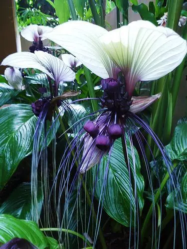 100 шт. свежий настоящий Tacca Integrifolia S Easy ing flower