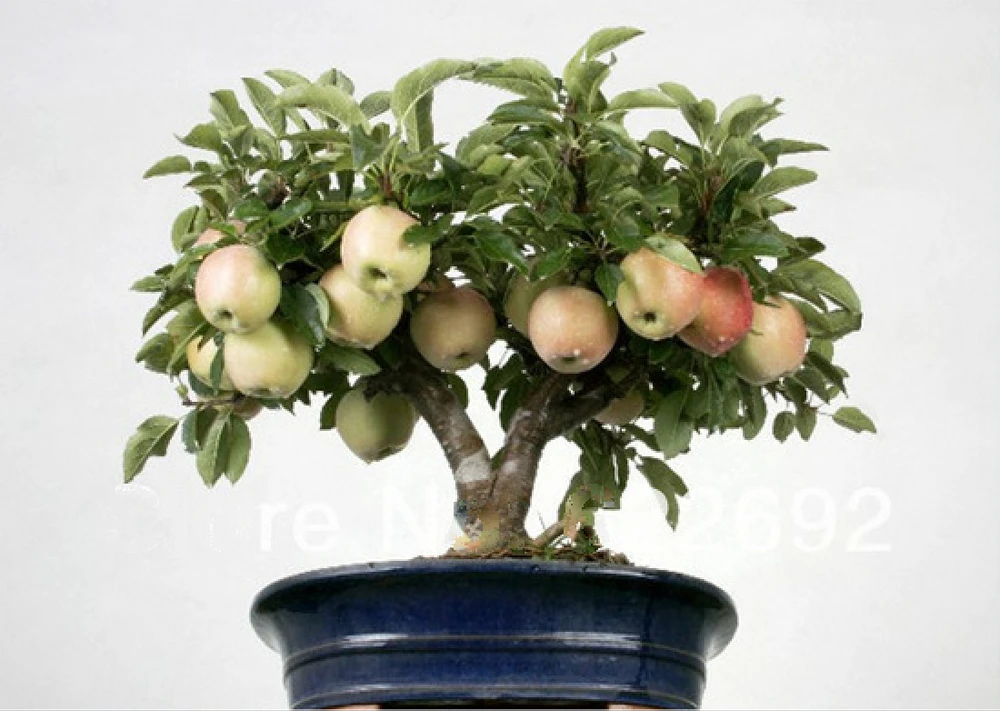 Free shipping, Auspicious Plants ,30 Piece Bonsai Fruit Seeds ,Potted