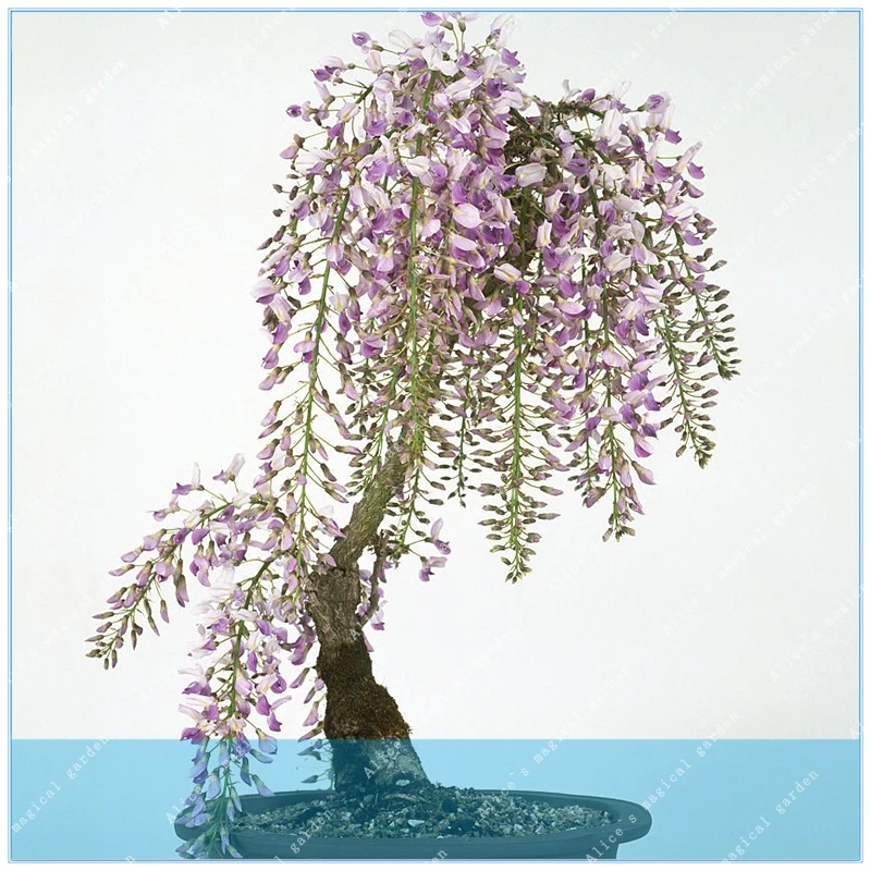 ZLKING wisteria 5pcs rare gold mini bonsai wisteria tree Indoor plants