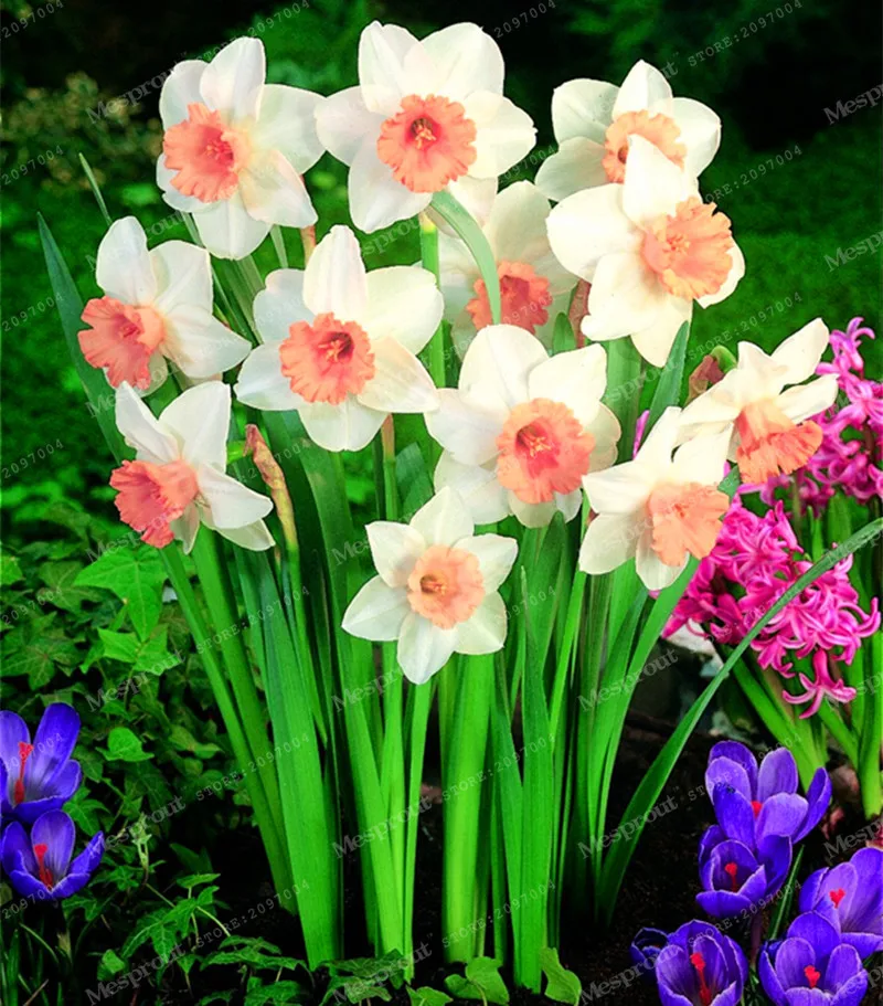 Buy 100 Pcs Daffodil Seeds Free Shipping