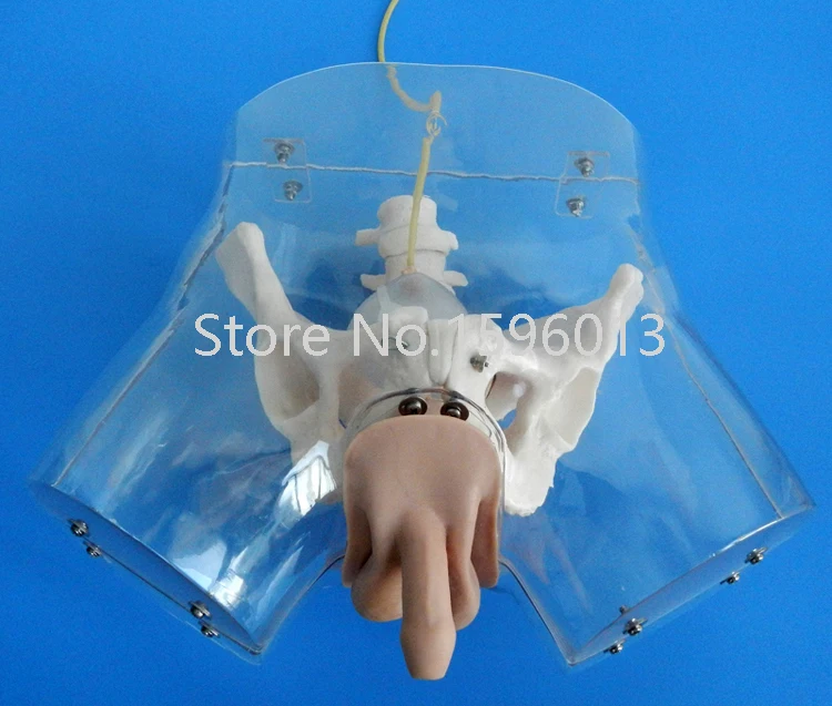 Transparent Male Urethral Catheterization Simulator, Urinary Catheterization model Transparent Male Urethral Catheterization Simulator, Urinary Catheterization model
