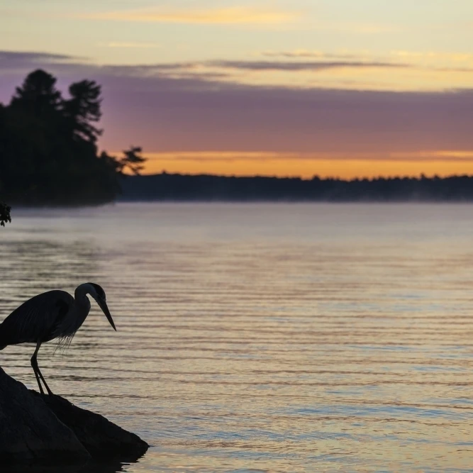 Blue heron by Balsam Lake at sunrise; Ontario  Canada Poster Print (38 x 24)