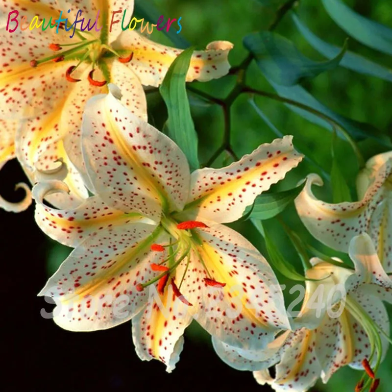 ae01.alicdn.com/kf/HTB10bADNFXXXXXmXXXXq6xXFXXXE/120-pieces-Unique-Red-Spots-White-lily-Flower-Seeds-Balcony-Bonsai-Courtyard-Plant-Lilium-Brownii-Seeds.jpg