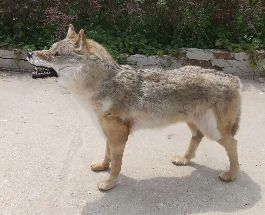 

The simulation Wolf furnishing articles Home decoration American rural idyll Fur animal specimens of wild wolves model