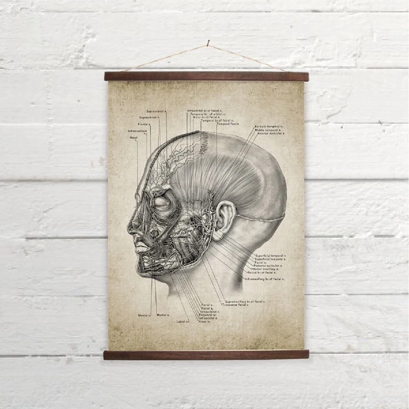 Head Anatomy Wall Art Print Office Decor