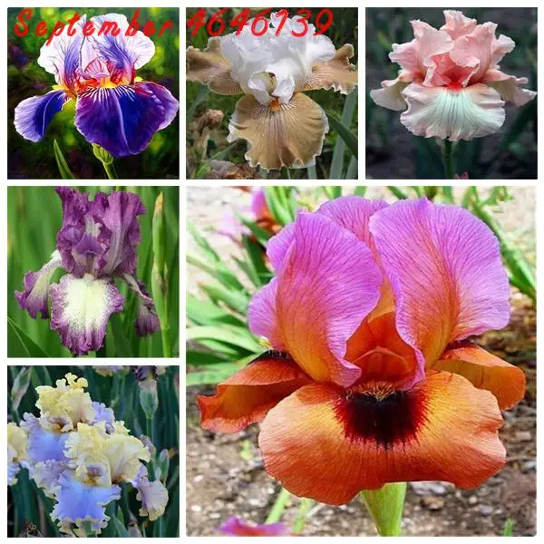

100 Pcs Mixed Iris Plant,bonsai flower Bonsai Heirloom Iris Tectorum Perennial Flower Plants Bonsai Iris Flower Perennia Flower